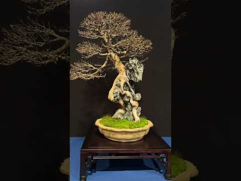 Bonsai trees at the Trophy Show #bonsai #bonsaitree