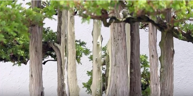 National Bonsai Foundation